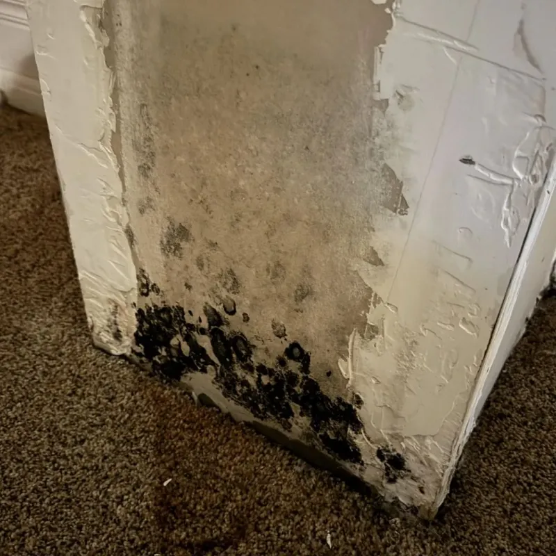Professional Mold Removal in Cantonment, FL